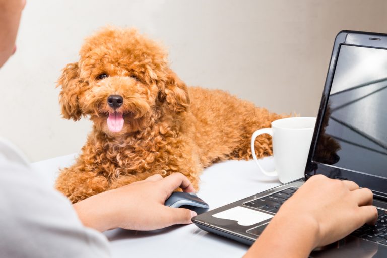 Article marketing services for veterinarians
