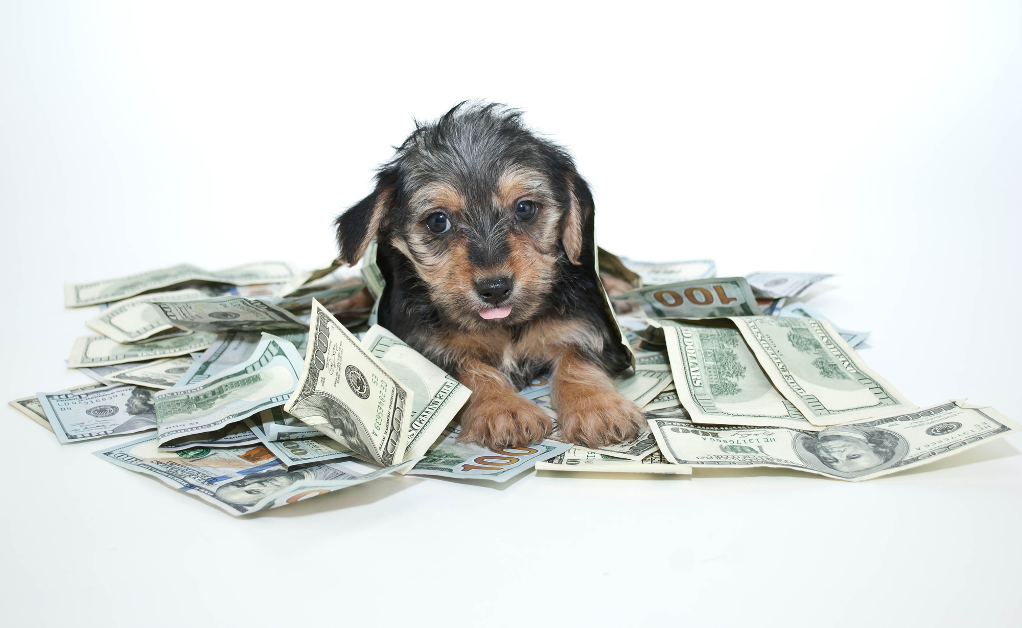 How to Unblock Money Blocks In Your Pet Business